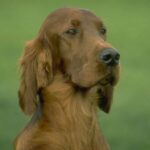 Irsk Setter