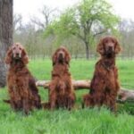 Irsk Setter