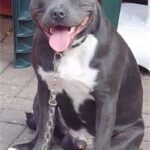 Irsk staffordshireterrier