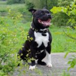Irsk staffordshireterrier