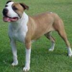 Irsk staffordshireterrier