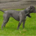 Irsk staffordshireterrier
