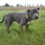 Irsk staffordshireterrier