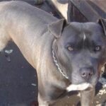 Irsk staffordshireterrier