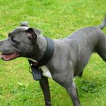 Irsk staffordshireterrier