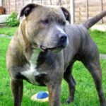 Irsk staffordshireterrier