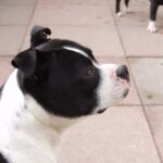 Irsk staffordshireterrier