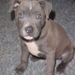 Irsk staffordshireterrier