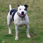 Irsk staffordshireterrier