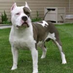 Irsk staffordshireterrier