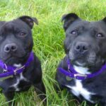 Irsk staffordshireterrier