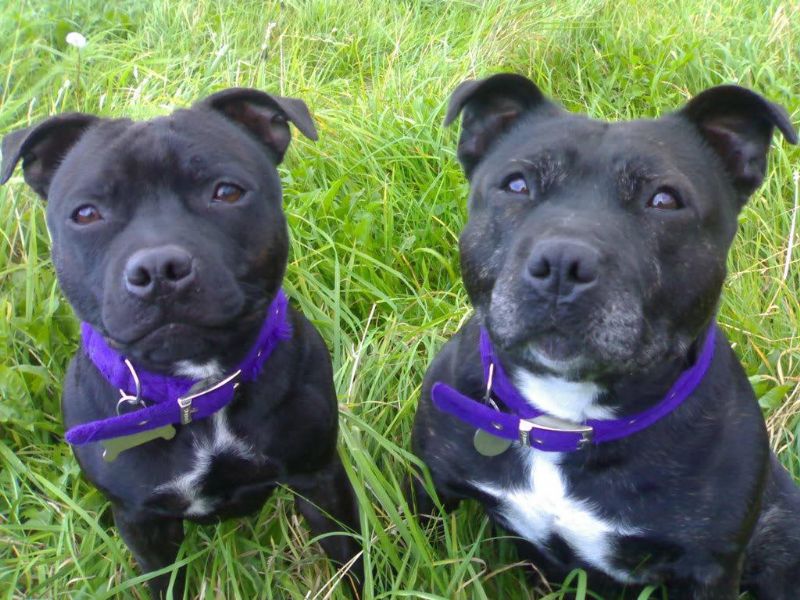 Irsk staffordshireterrier