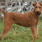 Irsk Terrier