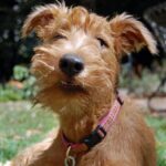 Irsk Terrier