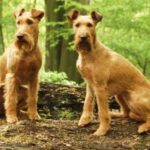 Irsk Terrier