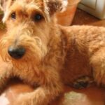 Irsk Terrier