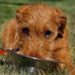 Irsk Terrier