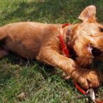 Irsk Terrier