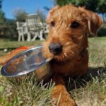 Irsk Terrier