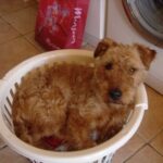 Irsk Terrier