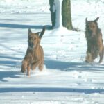 Irsk Terrier