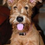 Irsk Terrier