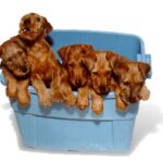 Irsk Terrier