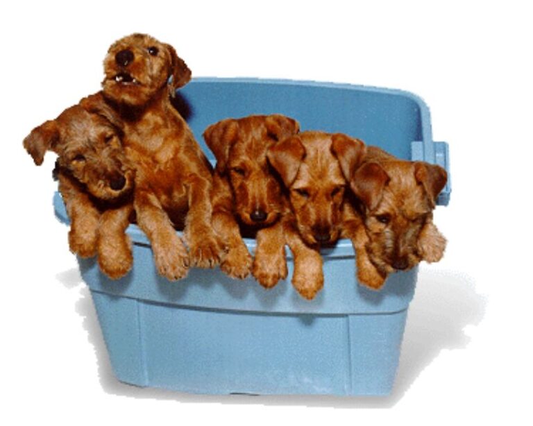 Irsk Terrier