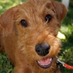 Irsk Terrier