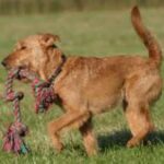 Irsk Terrier