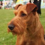 Irsk Terrier