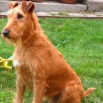 Irsk Terrier
