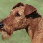 Irsk Terrier