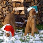 Irsk Terrier