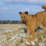 Irsk Terrier