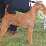 Irsk Terrier