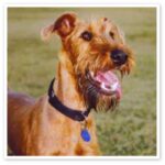 Irsk Terrier