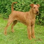 Irsk Terrier