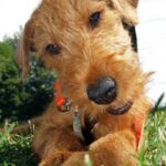 Irsk Terrier