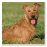 Irsk Terrier