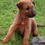 Irsk Terrier