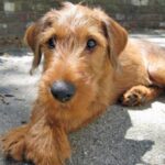 Irsk Terrier