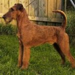 Irsk Terrier