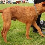 Irsk Terrier
