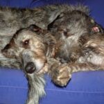 Irsk Ulvehund