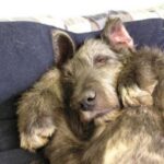 Irsk Ulvehund