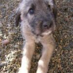Irsk Ulvehund