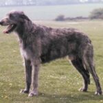 Irsk Ulvehund