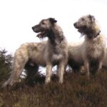 Irsk Ulvehund