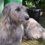 Irsk Ulvehund